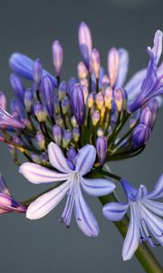 Preview wallpaper flower, macro, petals, bud