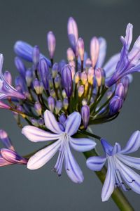 Preview wallpaper flower, macro, petals, bud