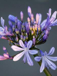 Preview wallpaper flower, macro, petals, bud