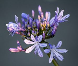 Preview wallpaper flower, macro, petals, bud