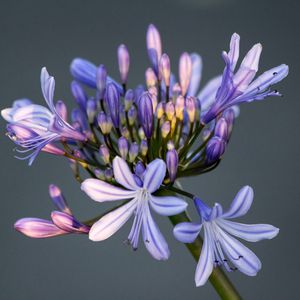 Preview wallpaper flower, macro, petals, bud