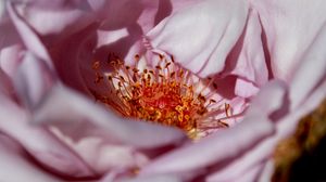 Preview wallpaper flower, macro, petals