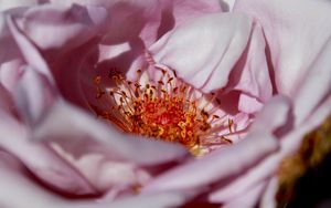 Preview wallpaper flower, macro, petals