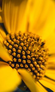 Preview wallpaper flower, macro, petals, sunflowers