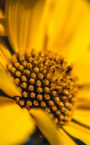 Preview wallpaper flower, macro, petals, sunflowers