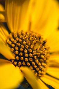 Preview wallpaper flower, macro, petals, sunflowers