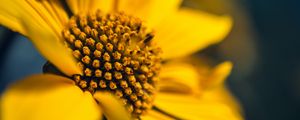 Preview wallpaper flower, macro, petals, sunflowers