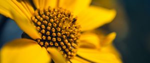 Preview wallpaper flower, macro, petals, sunflowers