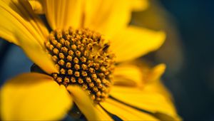 Preview wallpaper flower, macro, petals, sunflowers