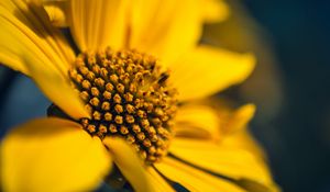 Preview wallpaper flower, macro, petals, sunflowers