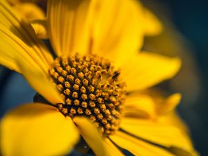 Preview wallpaper flower, macro, petals, sunflowers