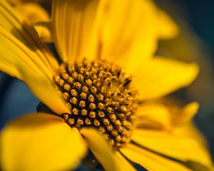 Preview wallpaper flower, macro, petals, sunflowers