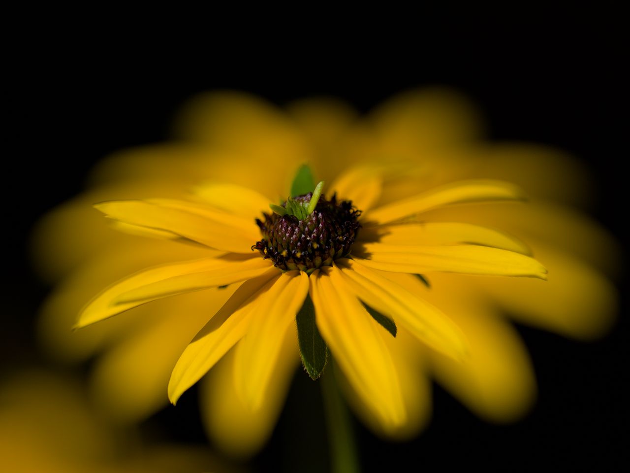 1280x960 Wallpaper flower, macro, petals, leaves, yellow, blur