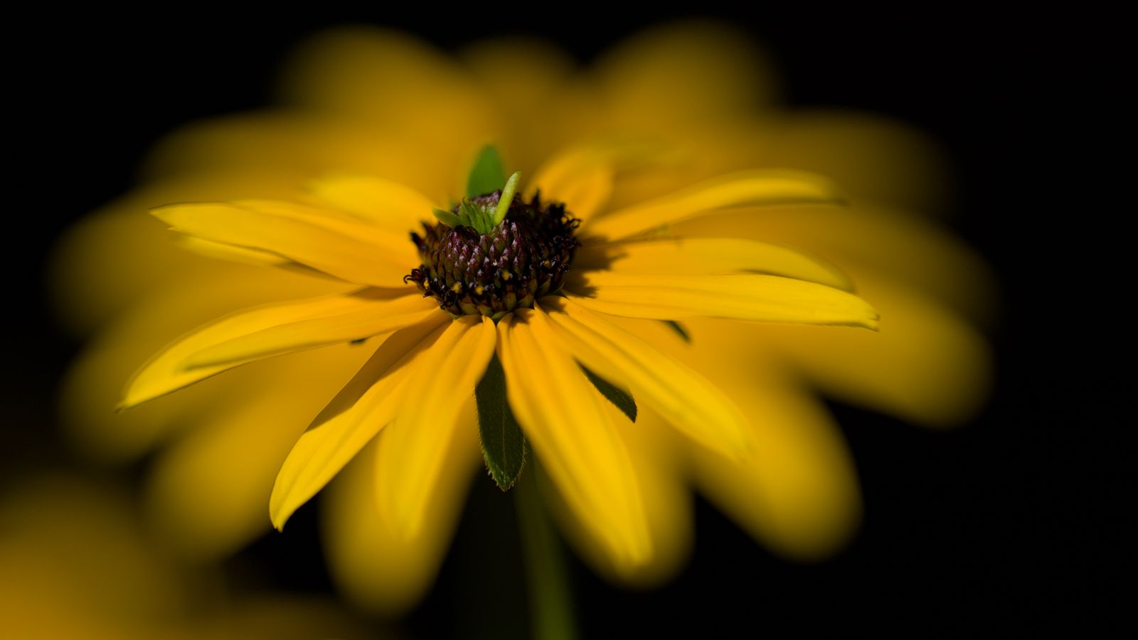 1600x900 Wallpaper flower, macro, petals, leaves, yellow, blur