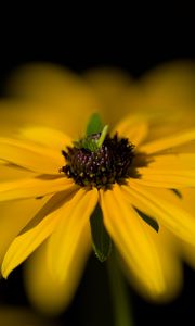 Preview wallpaper flower, macro, petals, leaves, yellow, blur