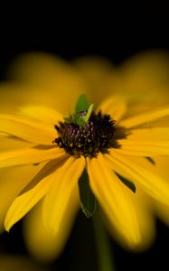 Preview wallpaper flower, macro, petals, leaves, yellow, blur