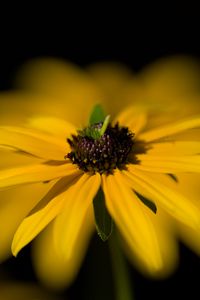 Preview wallpaper flower, macro, petals, leaves, yellow, blur