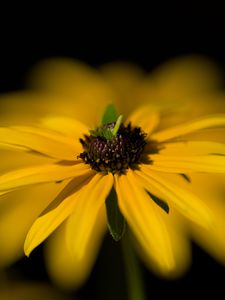 Preview wallpaper flower, macro, petals, leaves, yellow, blur