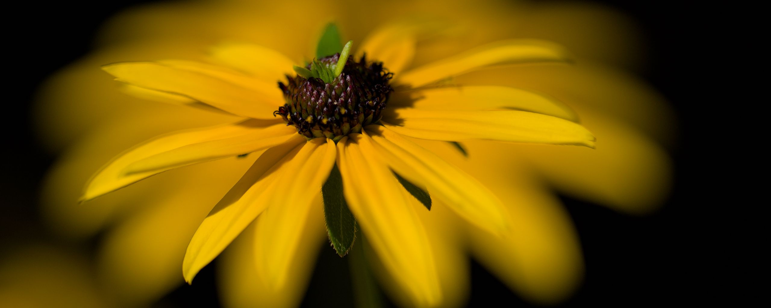 2560x1024 Wallpaper flower, macro, petals, leaves, yellow, blur
