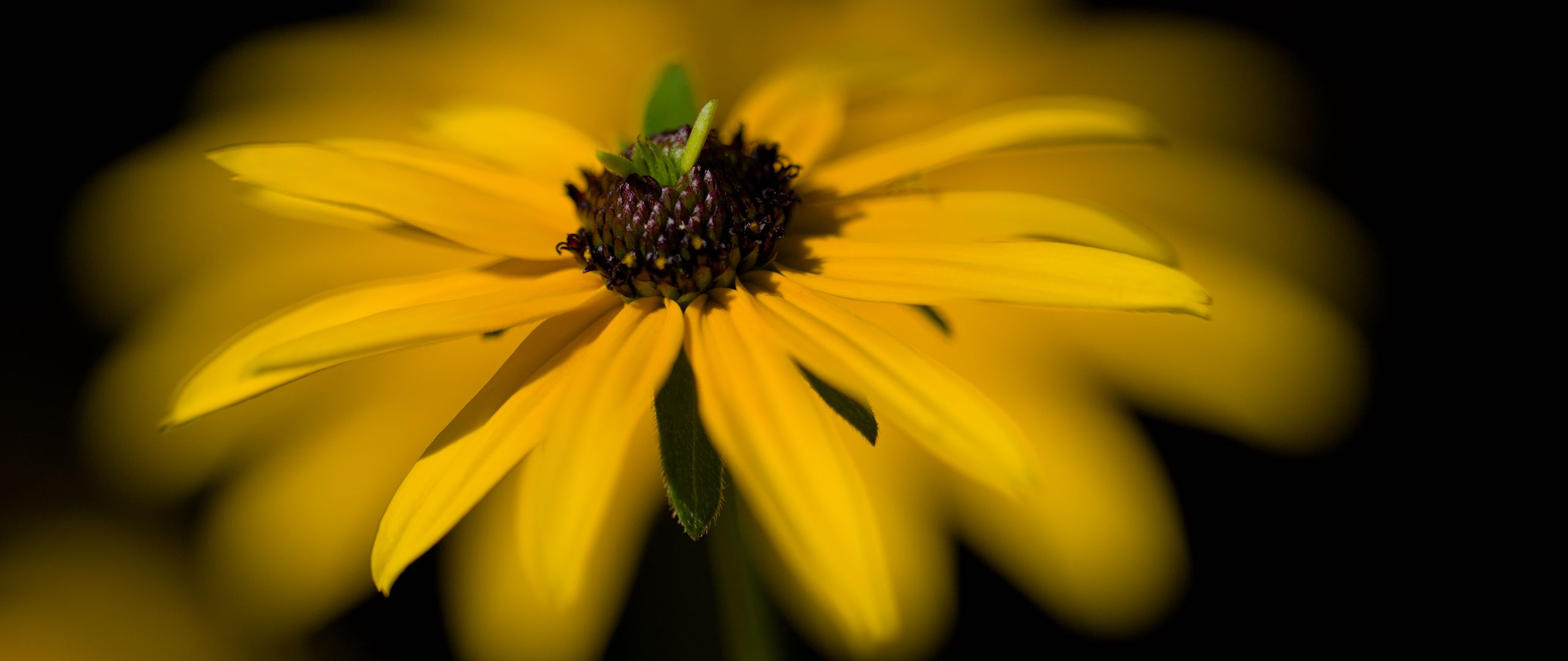 2560x1080 Wallpaper flower, macro, petals, leaves, yellow, blur