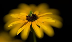 Preview wallpaper flower, macro, petals, leaves, yellow, blur