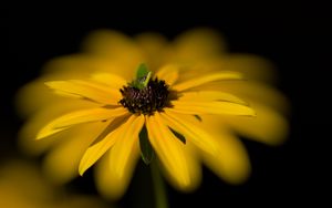 Preview wallpaper flower, macro, petals, leaves, yellow, blur
