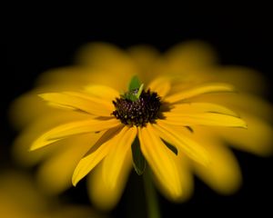 Preview wallpaper flower, macro, petals, leaves, yellow, blur