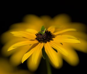 Preview wallpaper flower, macro, petals, leaves, yellow, blur