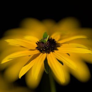Preview wallpaper flower, macro, petals, leaves, yellow, blur