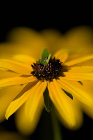 320x480 Wallpaper flower, macro, petals, leaves, yellow, blur