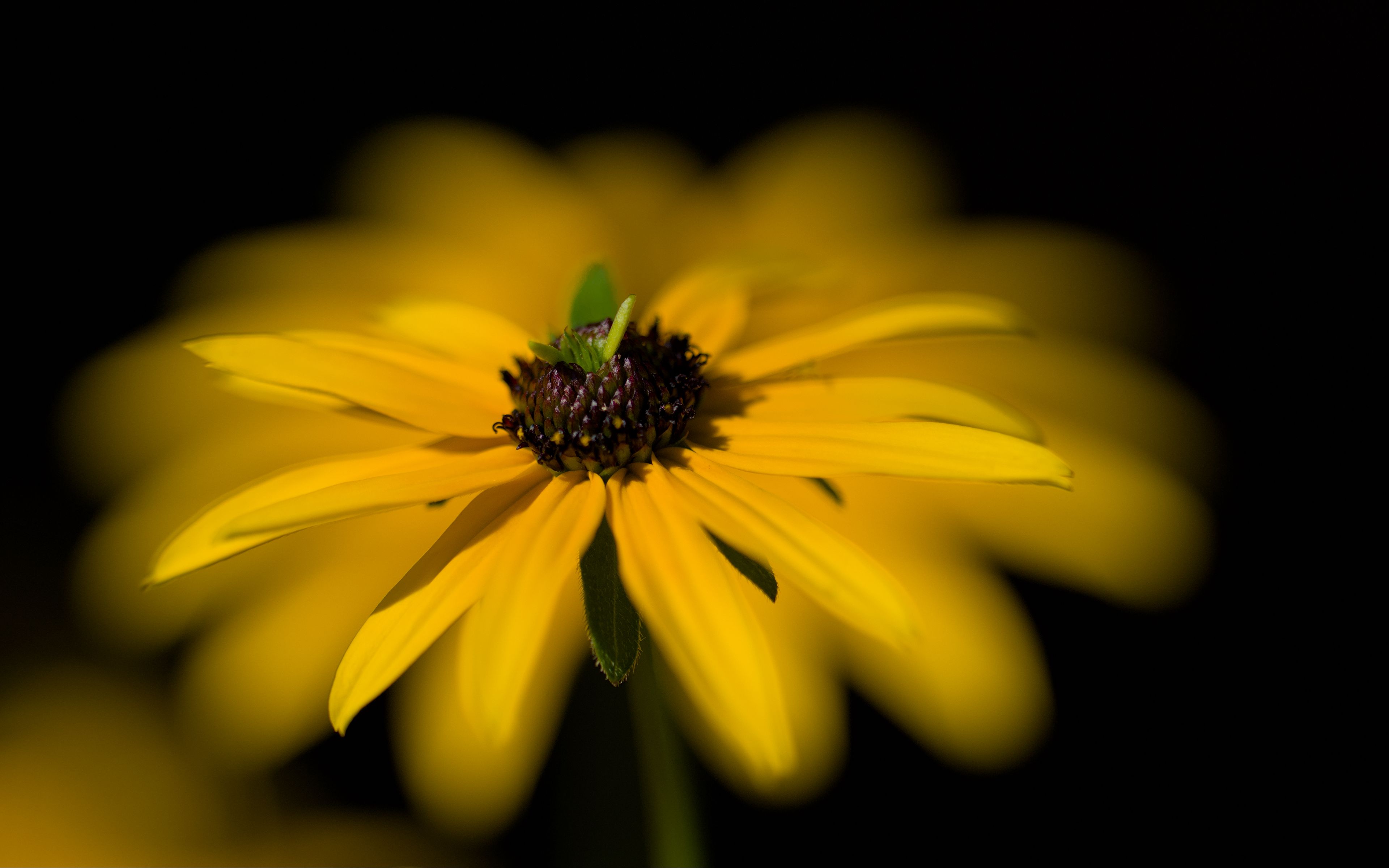 3840x2400 Wallpaper flower, macro, petals, leaves, yellow, blur