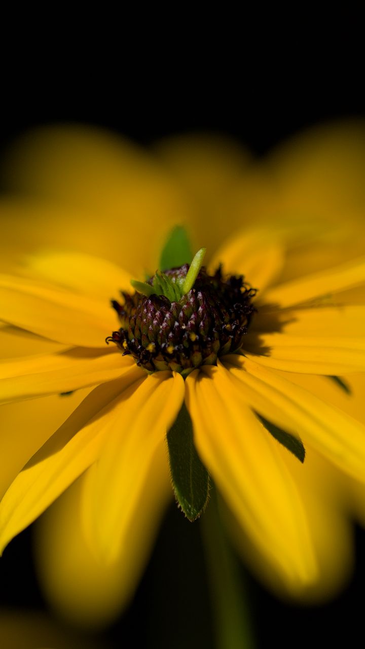720x1280 Wallpaper flower, macro, petals, leaves, yellow, blur