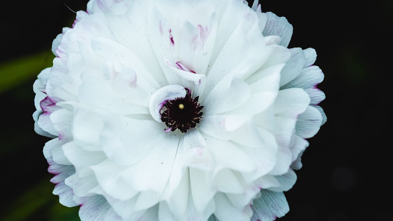 Wallpaper flower, macro, petals, white, blur