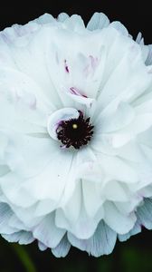 Preview wallpaper flower, macro, petals, white, blur
