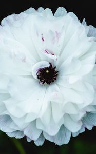 Preview wallpaper flower, macro, petals, white, blur