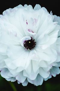 Preview wallpaper flower, macro, petals, white, blur