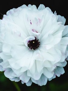 Preview wallpaper flower, macro, petals, white, blur