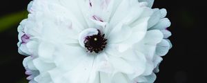 Preview wallpaper flower, macro, petals, white, blur