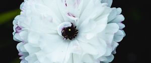 Preview wallpaper flower, macro, petals, white, blur
