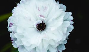 Preview wallpaper flower, macro, petals, white, blur