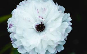 Preview wallpaper flower, macro, petals, white, blur