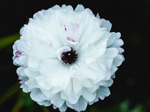 Preview wallpaper flower, macro, petals, white, blur