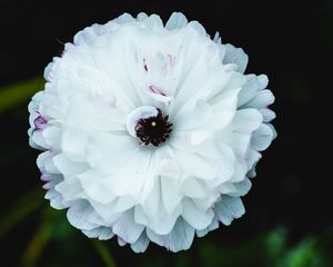 Preview wallpaper flower, macro, petals, white, blur
