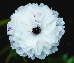 Preview wallpaper flower, macro, petals, white, blur