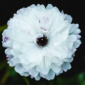 Preview wallpaper flower, macro, petals, white, blur