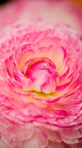 Preview wallpaper flower, macro, petals, pink