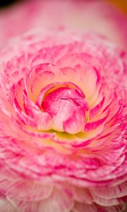 Preview wallpaper flower, macro, petals, pink