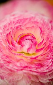 Preview wallpaper flower, macro, petals, pink
