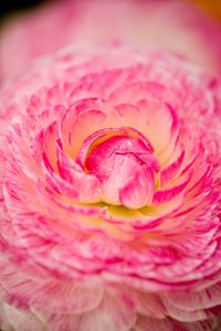 Preview wallpaper flower, macro, petals, pink