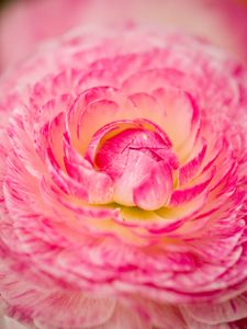 Preview wallpaper flower, macro, petals, pink